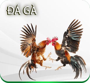đá gà